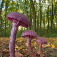 Amethyst Deceiver 6 